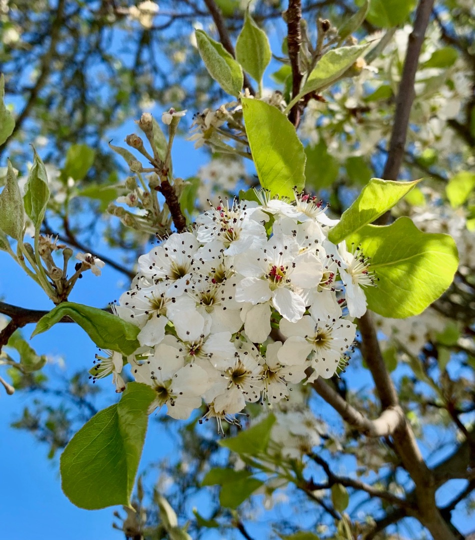 Prunus